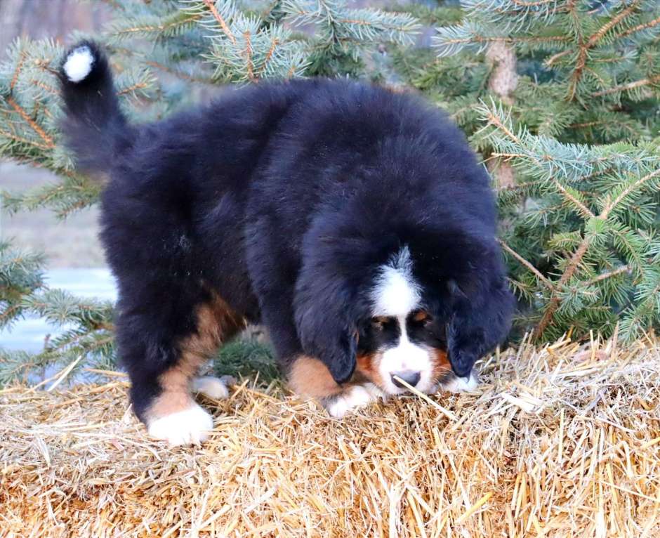 Собаки в Москве: Кибель Бернского зенненхунда Мальчик, Бесплатно - фото 7