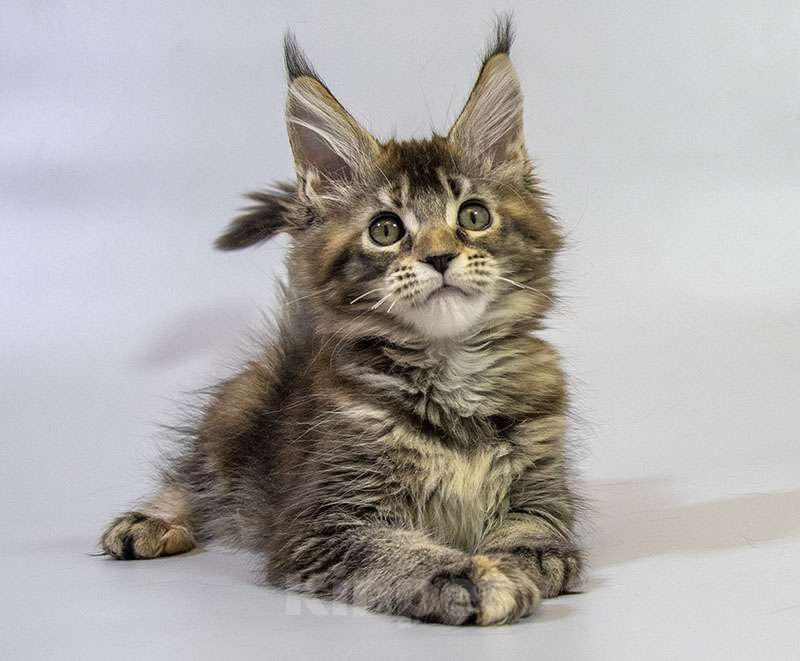 Кошки в Москве: Котенок Мейн Кун Девочка, Бесплатно - фото 1