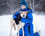 Собаки в Солнечногорске: Собака-мечта в поисках дома! Девочка, Бесплатно - фото 7