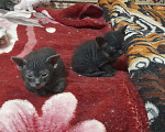 Кошки в Оренбурге: Продажа котёнка Девочка, Бесплатно - фото 1
