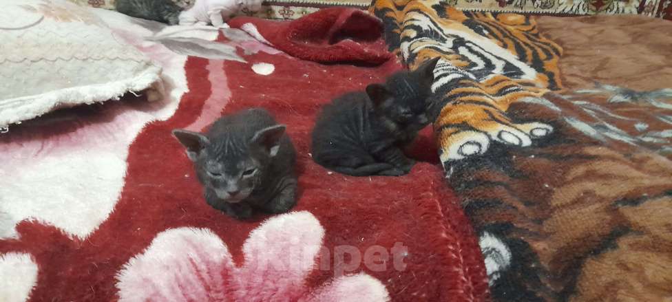 Кошки в Оренбурге: Продажа котёнка Девочка, Бесплатно - фото 1