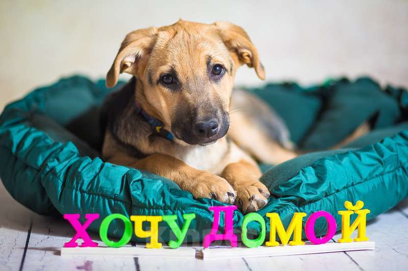 Собаки в Москве: Щенок овчарки Варя в добрые руки Девочка, 1 руб. - фото 7