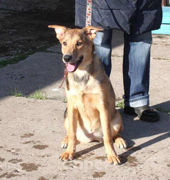 Собаки в Москве: Молоденькая ласкушечка Ариша в самые добрые руки  Девочка, Бесплатно - фото 4