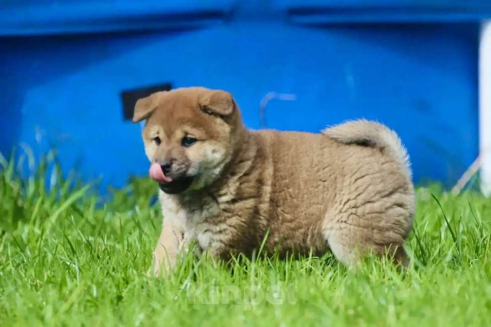 Собаки в Москве: Щенки сиба ину Мальчик, 45 000 руб. - фото 4