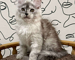 Кошки в Нижнем Новгороде: Котята породы мейн-кун Мальчик, Бесплатно - фото 1