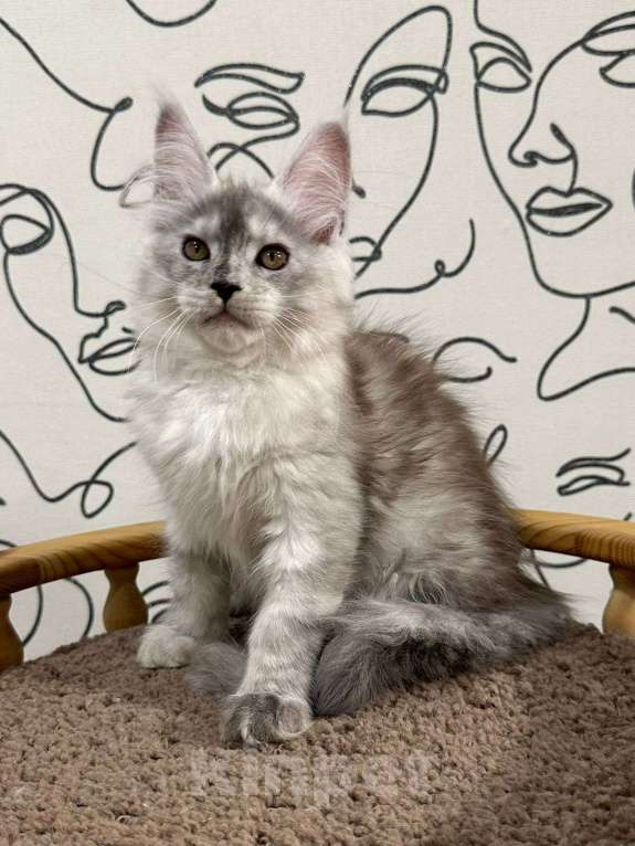 Кошки в Нижнем Новгороде: Котята породы мейн-кун Мальчик, Бесплатно - фото 1