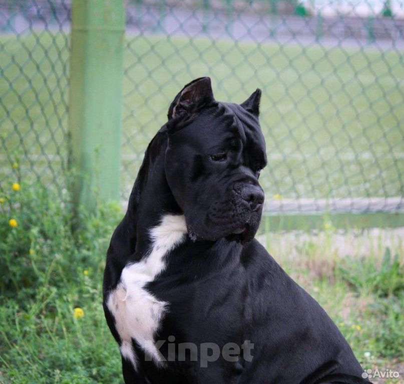 Собаки в Краснодаре: Щенок кане корсо от Чемпионов  Мальчик, 200 000 руб. - фото 8