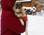 Собаки в Москве: Маленькая Лия (40 см) в поисках семьи Девочка, Бесплатно - фото 7