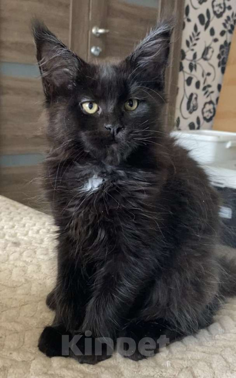 Кошки в Мурманске: Котенок мейн-кун Девочка, 50 000 руб. - фото 2