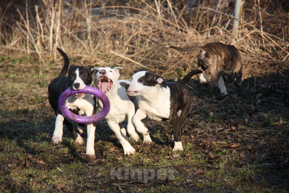 Собаки в других городах Московской области: Американский стаффордширский терьер щенки Мальчик, Бесплатно - фото 10
