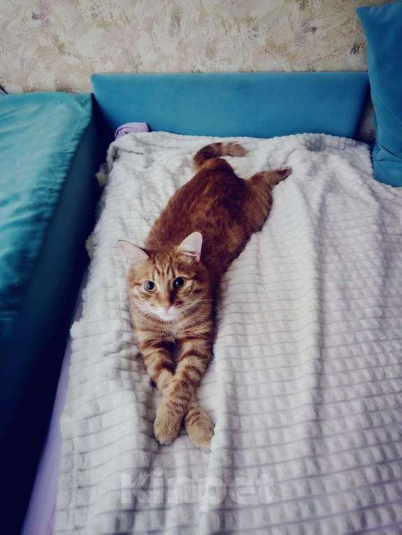 Кошки в Москве: Кот Симба в добрые руки Мальчик, Бесплатно - фото 4