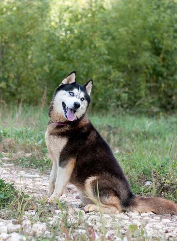 Собаки в Москве: Шикарный молодой голубоглазый хаски Хальс в добрые руки Мальчик, Бесплатно - фото 4