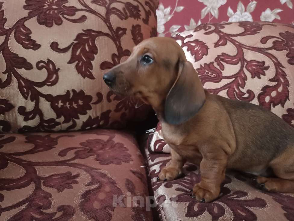 Собаки в Тамбове: Щенок таксы кобель Мальчик, Бесплатно - фото 5