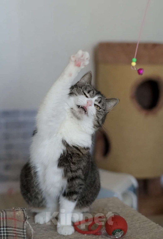 Кошки в Санкт-Петербурге: Шарлотта из приюта Девочка, Бесплатно - фото 1