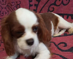Собаки в Москве: Щенки Кавалер Кинг Чарльз спаниеля Мальчик, 45 000 руб. - фото 4