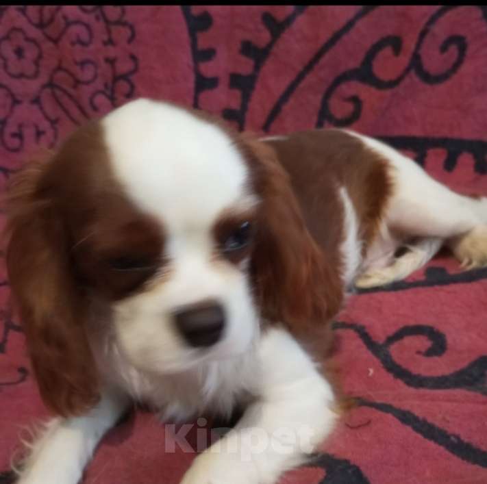 Собаки в Москве: Щенки Кавалер Кинг Чарльз спаниеля Мальчик, 45 000 руб. - фото 4