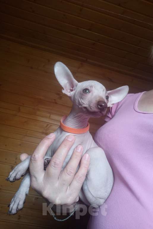 Собаки в Москве: Щенок девочка ксолоитцкуинтли мини  Девочка, 60 000 руб. - фото 2