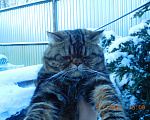 Кошки в Москве: котик и кошечка в добрые руки Мальчик, Бесплатно - фото 2
