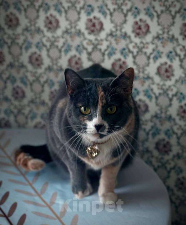 Кошки в Москве: Пепельная трехцветная Шерри Девочка, Бесплатно - фото 3