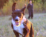 Собаки в Рязани: Зита - метис дратхаара. Девочка, Бесплатно - фото 4