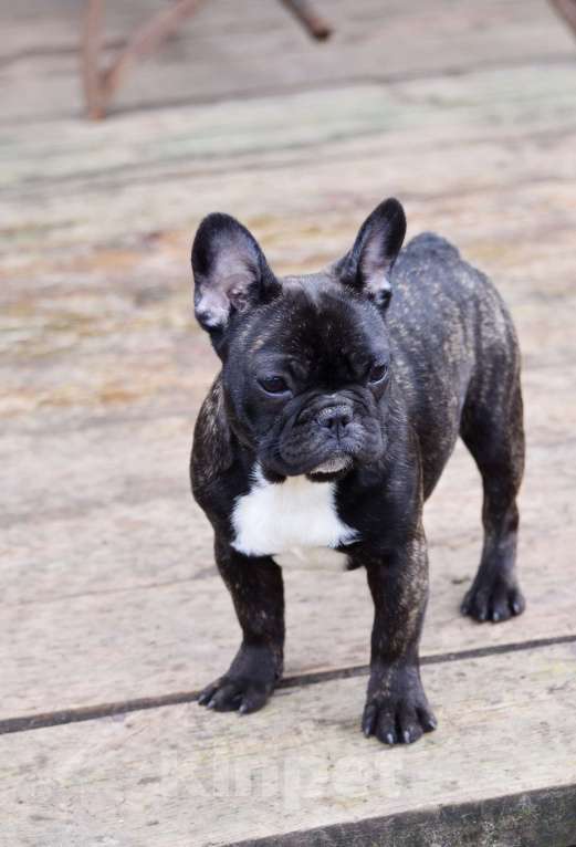 Собаки в Старом Купавне: Клеопатра Девочка, 40 000 руб. - фото 2