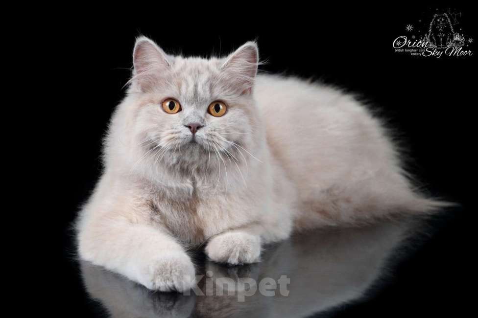 Кошки в Санкт-Петербурге: Британская длинношерстная кошечка Девочка, Бесплатно - фото 2