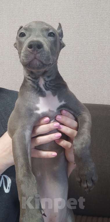 Собаки в Самаре: Американский стаффордширский терьер Девочка, 55 000 руб. - фото 3