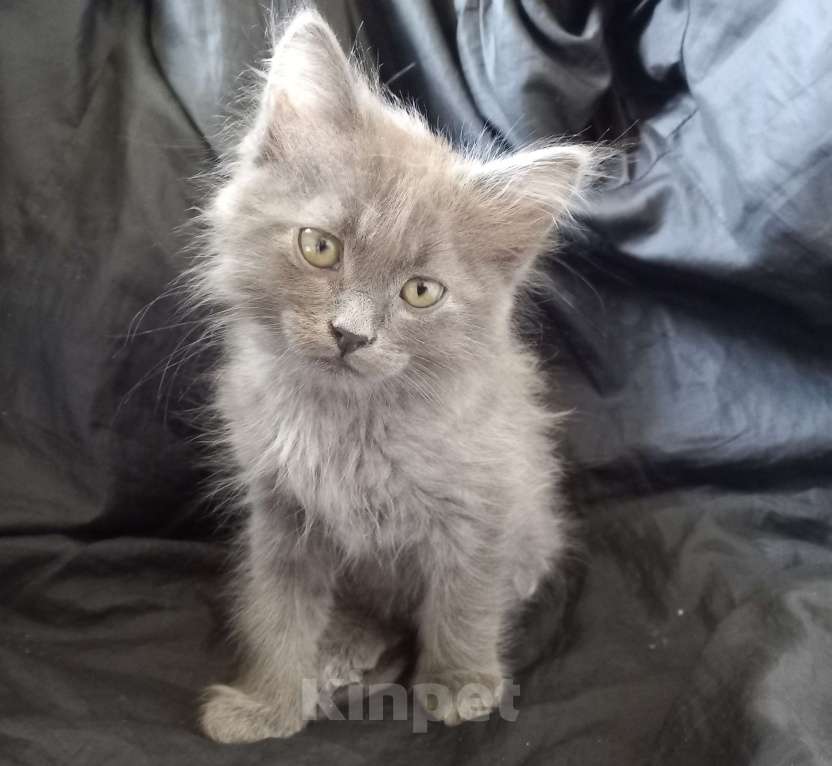 Кошки в Москве: ( Салават )  Домашний  котик  –  в  дружную  семью Мальчик, 200 руб. - фото 3