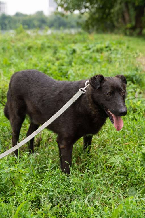 Собаки в Москве: Милый мишка Чоко Мальчик, Бесплатно - фото 2