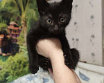 Кошки в других городах Свердловской области: Котик в заботливые и любящие руки Мальчик, Бесплатно - фото 4