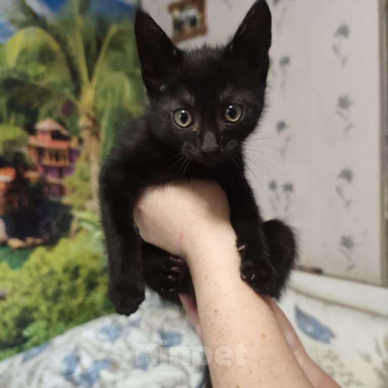 Кошки в других городах Свердловской области: Котик в заботливые и любящие руки Мальчик, Бесплатно - фото 4