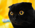 Кошки в Воронеже: котята породистые, 5 500 руб. - фото 4