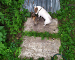 Собаки в Москве: Кобель для вязки Джек Раселл терьер Мальчик, 15 000 руб. - фото 4