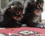 Кошки в Теберде: Котята Мейн Кун, 16 000 руб. - фото 3