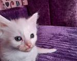 Кошки в Барыше: Котята в добрые руки, Бесплатно - фото 7