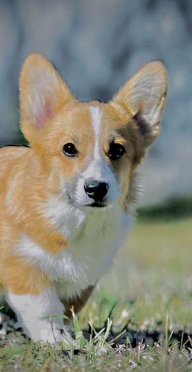 Собаки в Липецке: Щенок Вельш Корги Пемброк РКФ Девочка, 50 000 руб. - фото 1