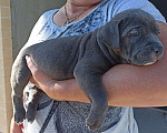 Собаки в Новороссийске: Американский булли Мальчик, 50 000 руб. - фото 1