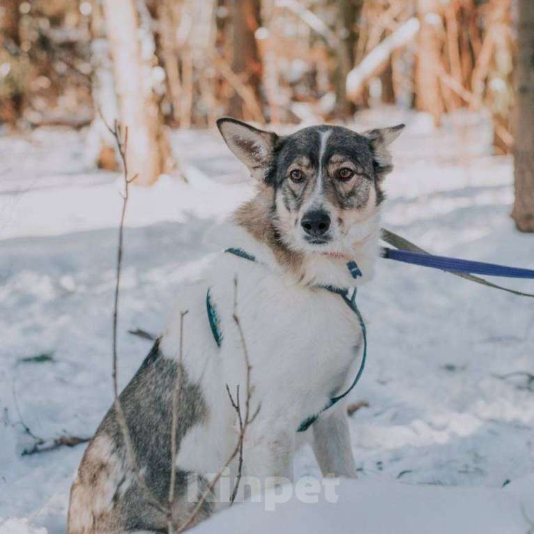 Собаки в Москве: Альф Мальчик, Бесплатно - фото 2