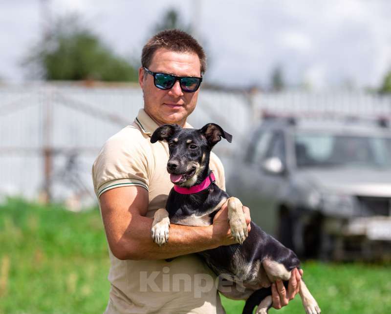 Собаки в Москве: Небольшая малышка щенок Сенди в добрые руки Девочка, 1 руб. - фото 2