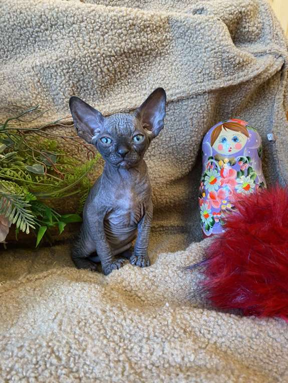 Кошки в Москве: Суперская кошечка канадочка Девочка, 35 000 руб. - фото 1