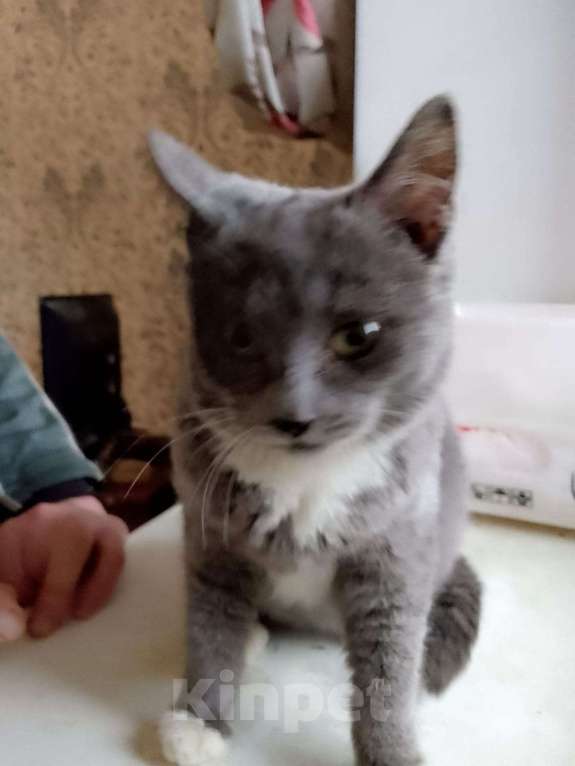 Кошки в Пушкино: Отдам котенка в добрые руки Девочка, 10 руб. - фото 1