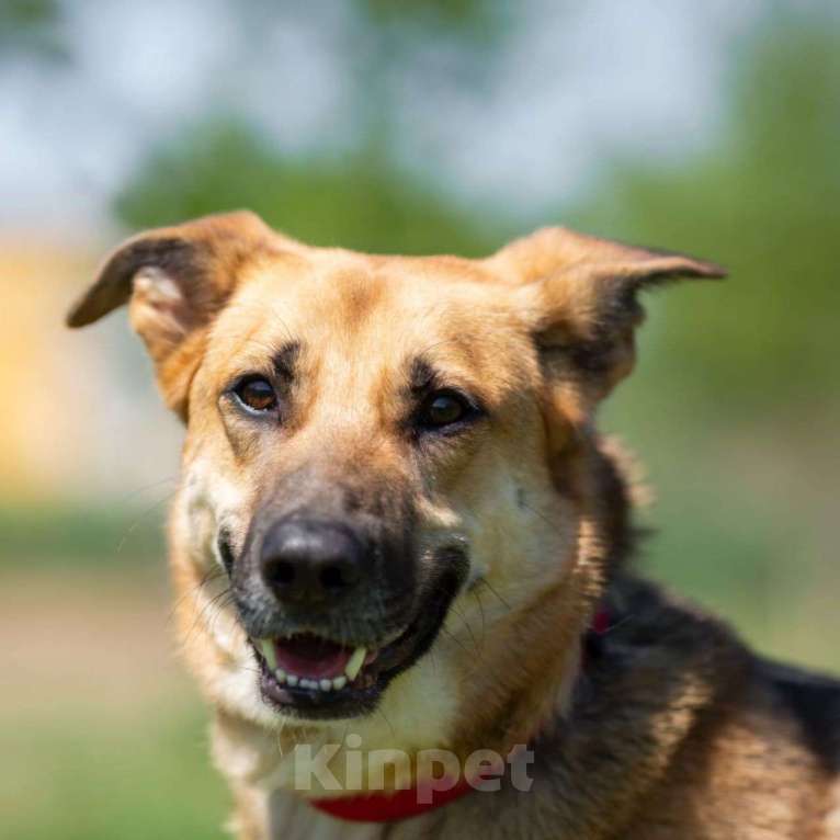 Собаки в Москве: Возьмите домой верного друга! Мальчик, Бесплатно - фото 3