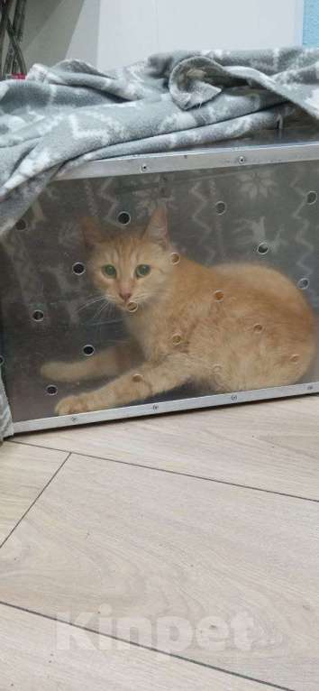 Кошки в Москве: Кошка Рыжка ищет дом Девочка, 10 руб. - фото 7