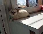 Кошки в Москве: Британские котята  Девочка, 12 000 руб. - фото 3
