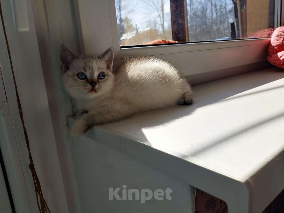 Кошки в Москве: Британские котята  Девочка, 12 000 руб. - фото 3