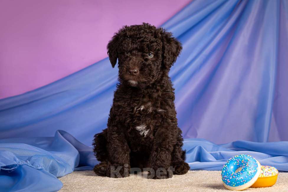 Собаки в Москве: ERMAYT Мальчик, 120 000 руб. - фото 2