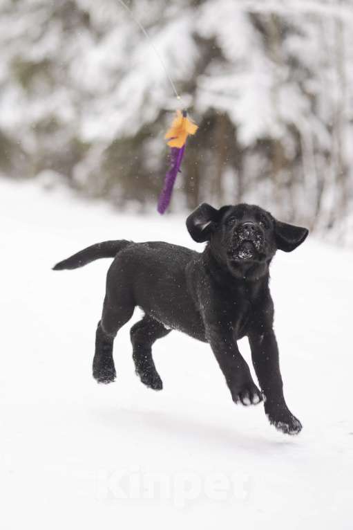 Собаки в Санкт-Петербурге: IRISLAV BLUES Мальчик, 160 000 руб. - фото 3