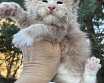 Кошки в других городах Ленинградской области: Котята Мейн Кун  Мальчик, 60 000 руб. - фото 6