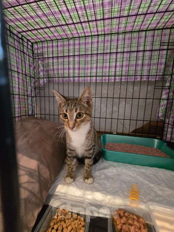 Кошки в Москве: Кнопочка ищет дом! Девочка, Бесплатно - фото 5