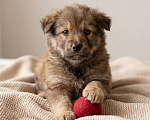 Собаки в Москве: Теди ищет семью Мальчик, Бесплатно - фото 2